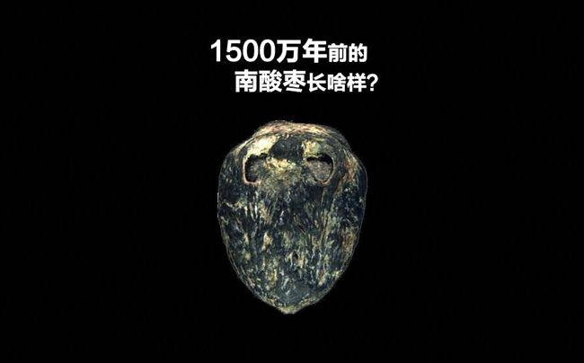 跨越1500万年的南酸枣，，，，，，，值得我们细品03.jpg