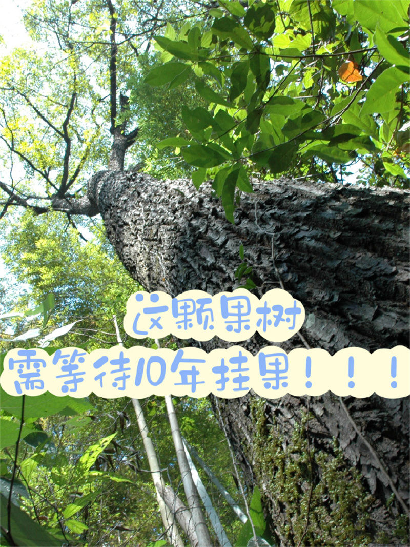 这颗果树挂果需要等??0年！你们都吃过！01.jpg