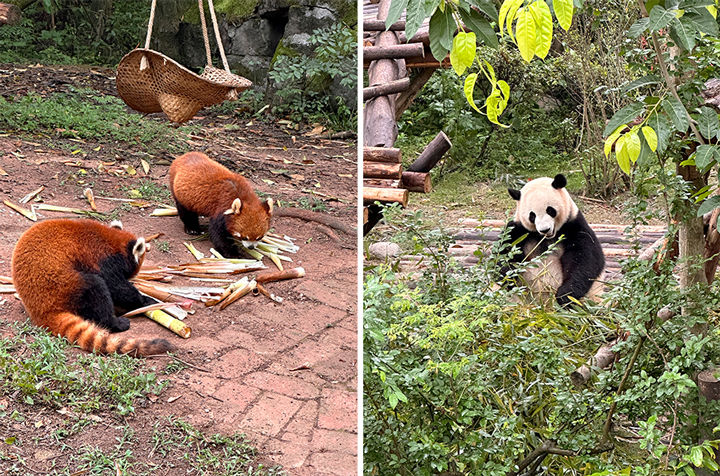 员工福利�?VSport官网公�?022年度优异员工“乐游天府，，，，，，，魅力四川”之旅圆满收�?4.jpg